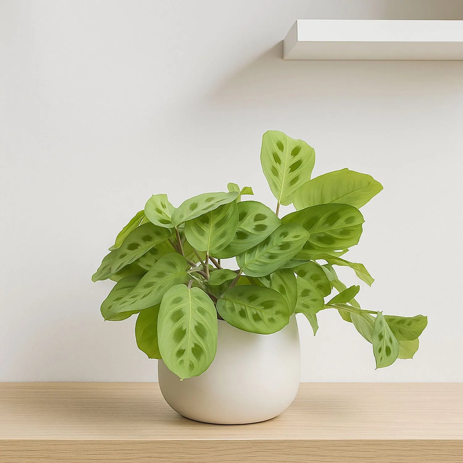 Maranta Leuconeura Kerchoveana Prayer Plant 12cm Pot House Plant