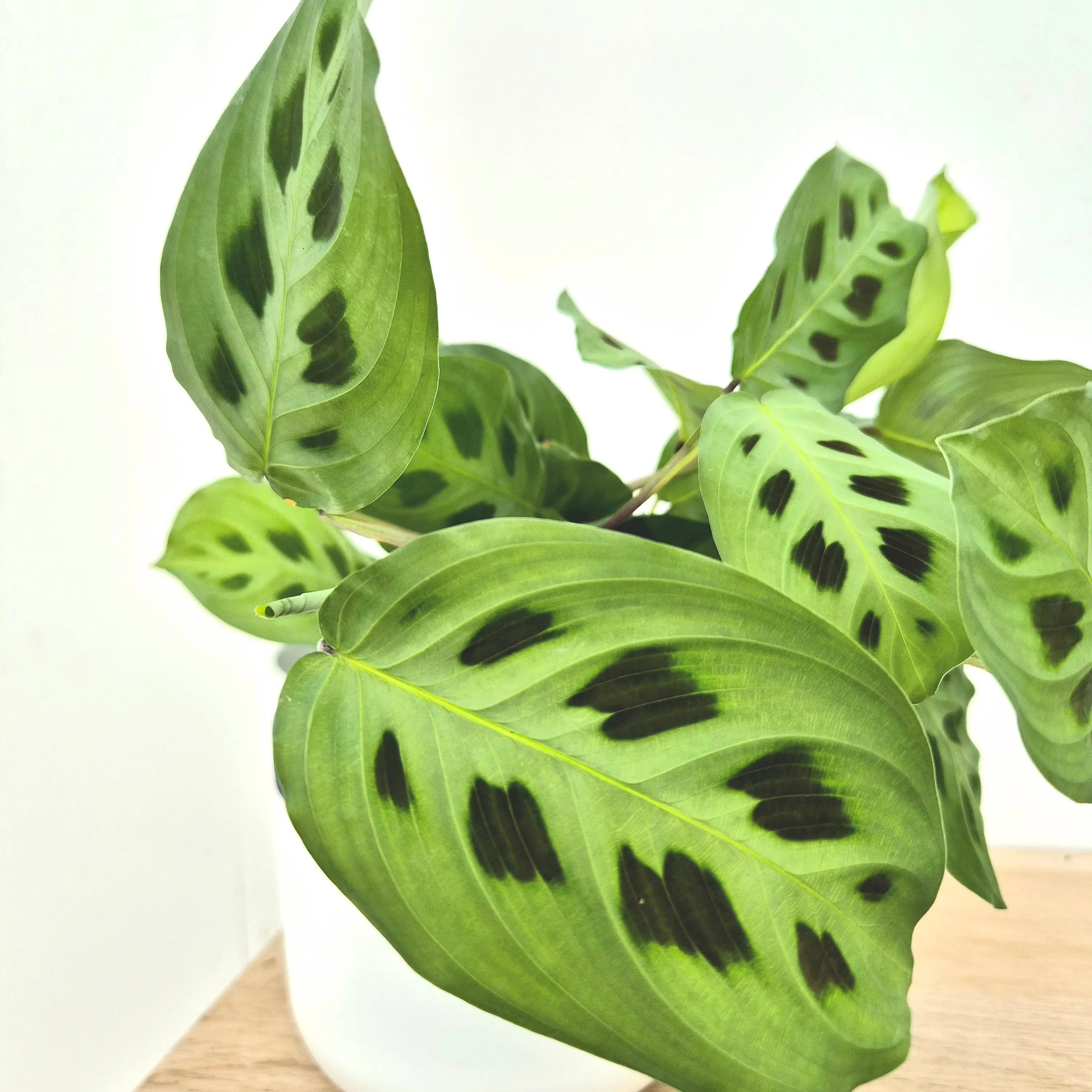 Maranta Leuconeura Kerchoveana Prayer Plant 12cm Pot House Plant