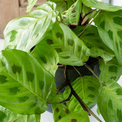 Maranta Leuconeura Kerchoveana Prayer Plant 12cm Pot House Plant