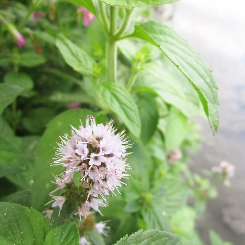 Mentha Aquatica Aquatic Pond Plant - Water Mint