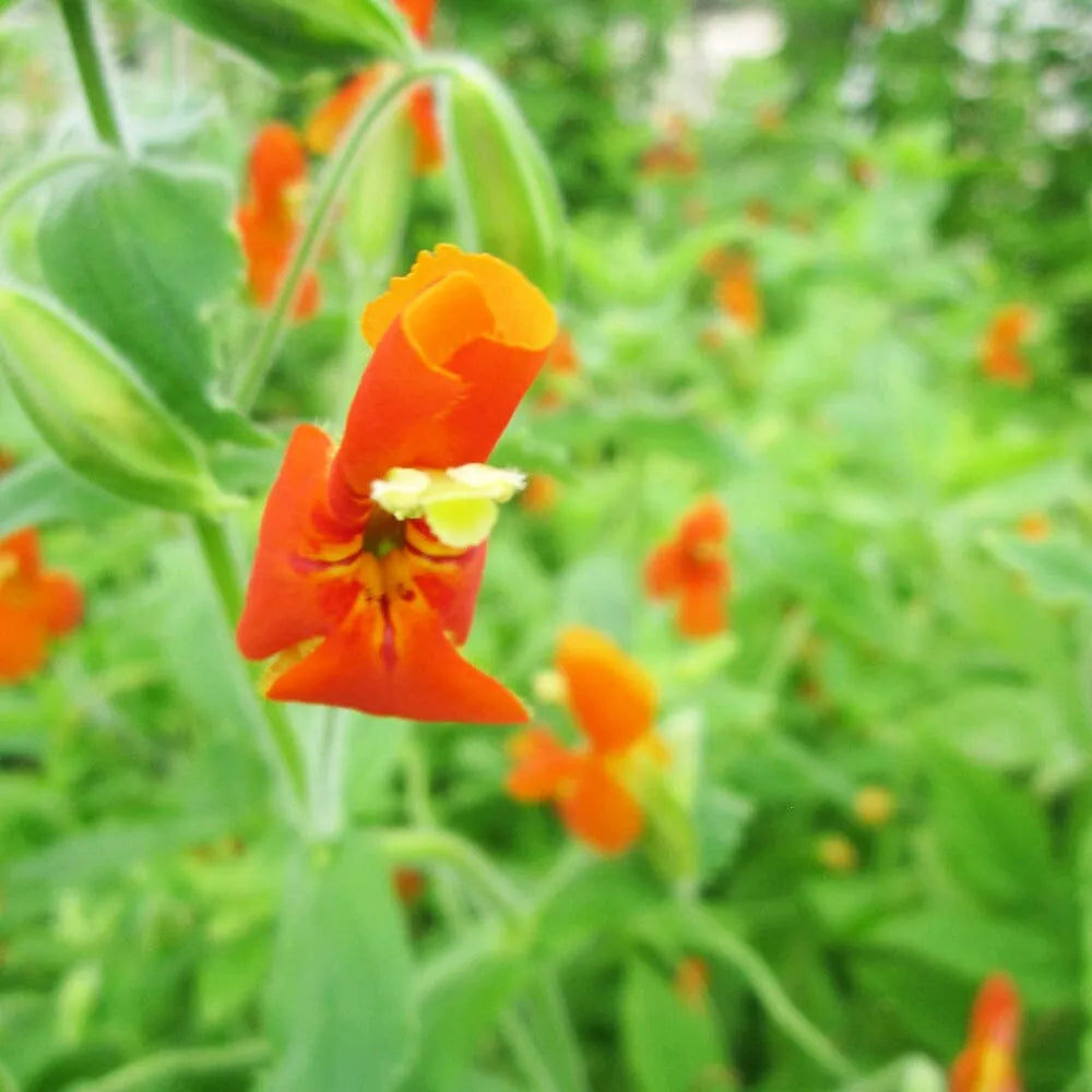 Mimulus Cardinalis Aquatic Pond Plant - Scarlet Monkey Flower