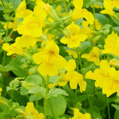 Mimulus Guttatus Aquatic Pond Plant - Common Monkey Flower