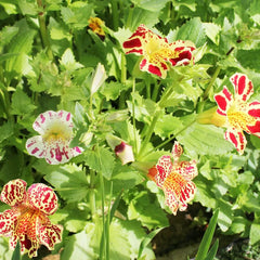 Mimulus Luteus Queens Prize Aquatic Pond Plant - Monkey Flower
