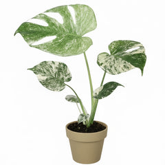 25 - 35cm Mint Monstera Deliciosa Cheese House Plant 14cm Pot