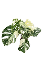50 - 70cm Variegated Monstera - Monstera Variegata Albo Cheese Plant 15cm Pot House Plant (Copy)
