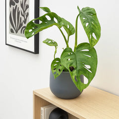 Monstera Adansonii Monkey Mask House Plant