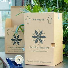 Monstera Adansonii Monkey Mask House Plant