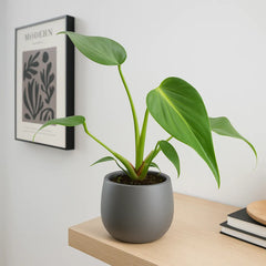 Monstera Burle Marx Flame House Plant 10.5 cm Pot