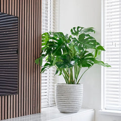 Monstera Deliciosa Swiss Cheese Plant House Plant