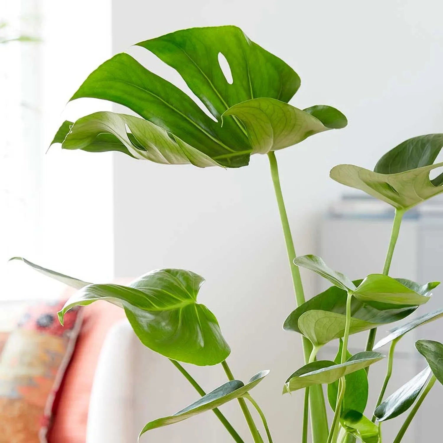 Monstera Deliciosa Swiss Cheese Plant House Plant