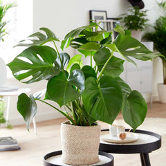 Monstera Deliciosa Swiss Cheese Plant House Plant
