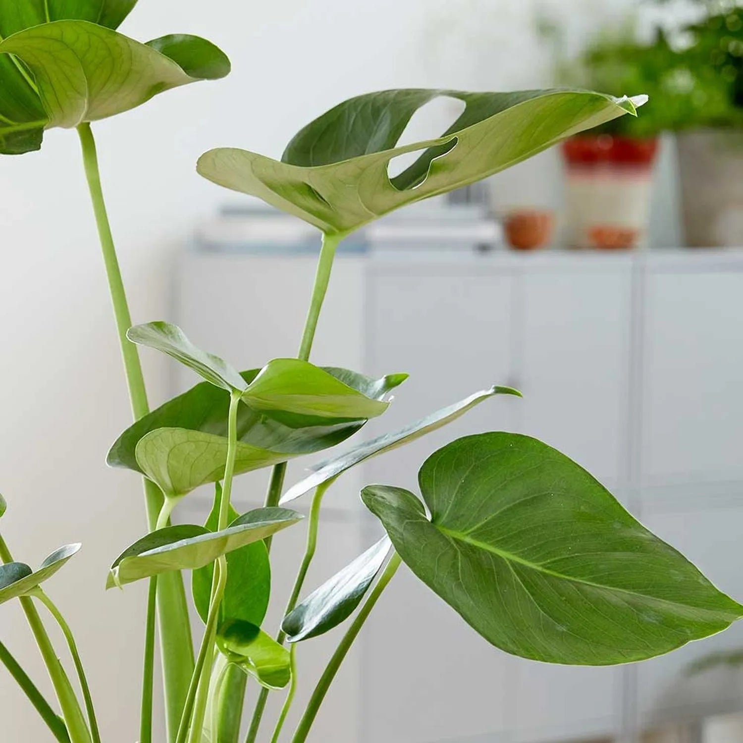 Monstera Deliciosa Swiss Cheese Plant House Plant