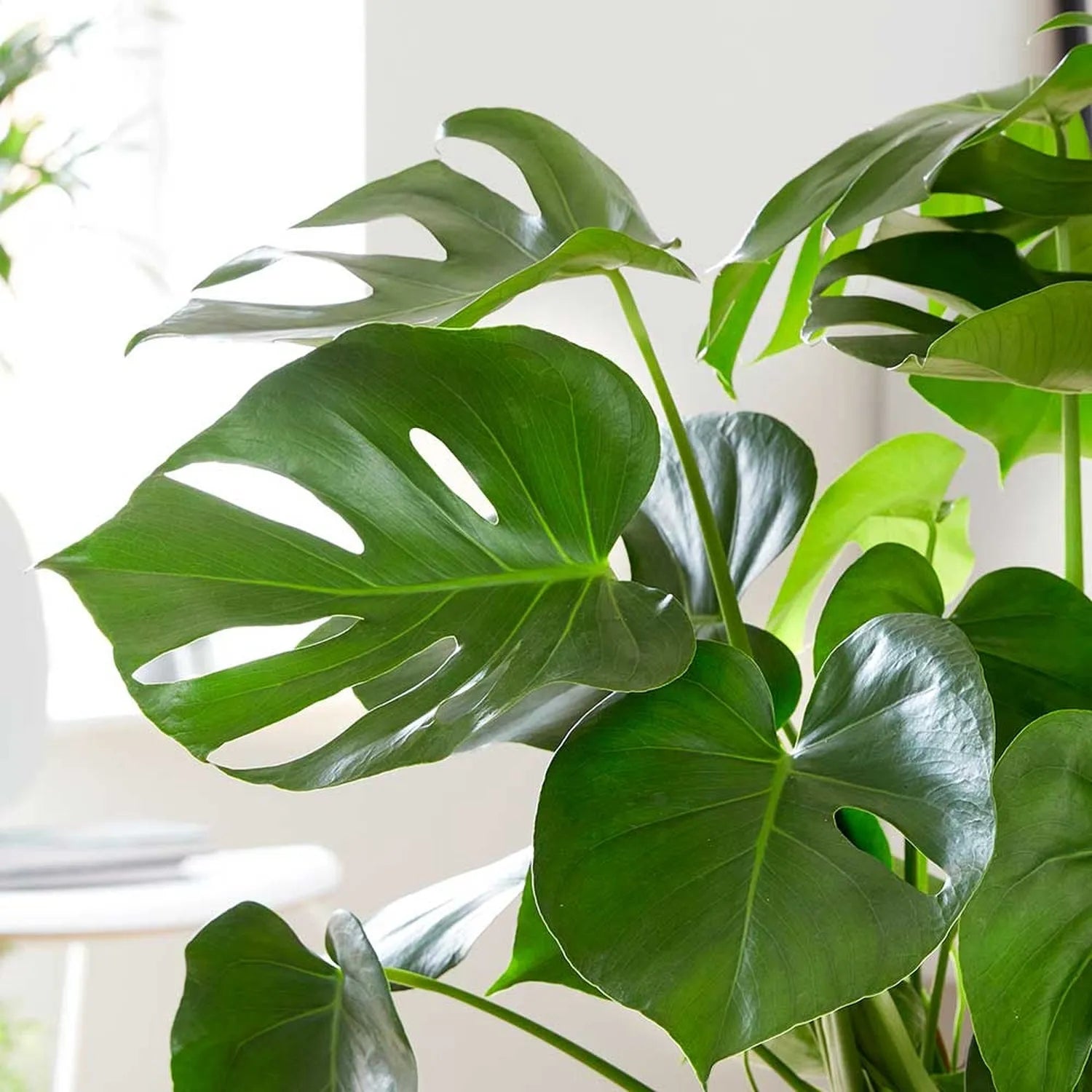 Monstera Deliciosa Swiss Cheese Plant House Plant