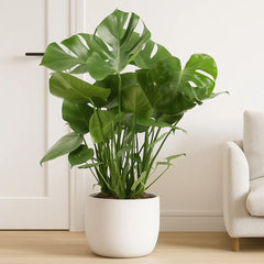Monstera Deliciosa Swiss Cheese Plant House Plant