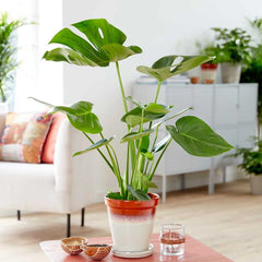 Monstera Deliciosa Swiss Cheese Plant House Plant