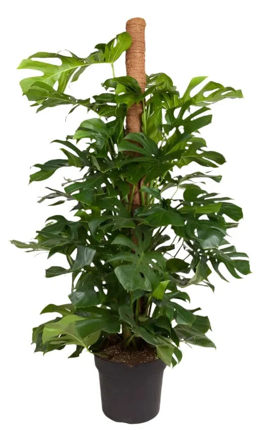 Monstera Deliciosa on Mosspole Swiss Cheese Plant House Plant