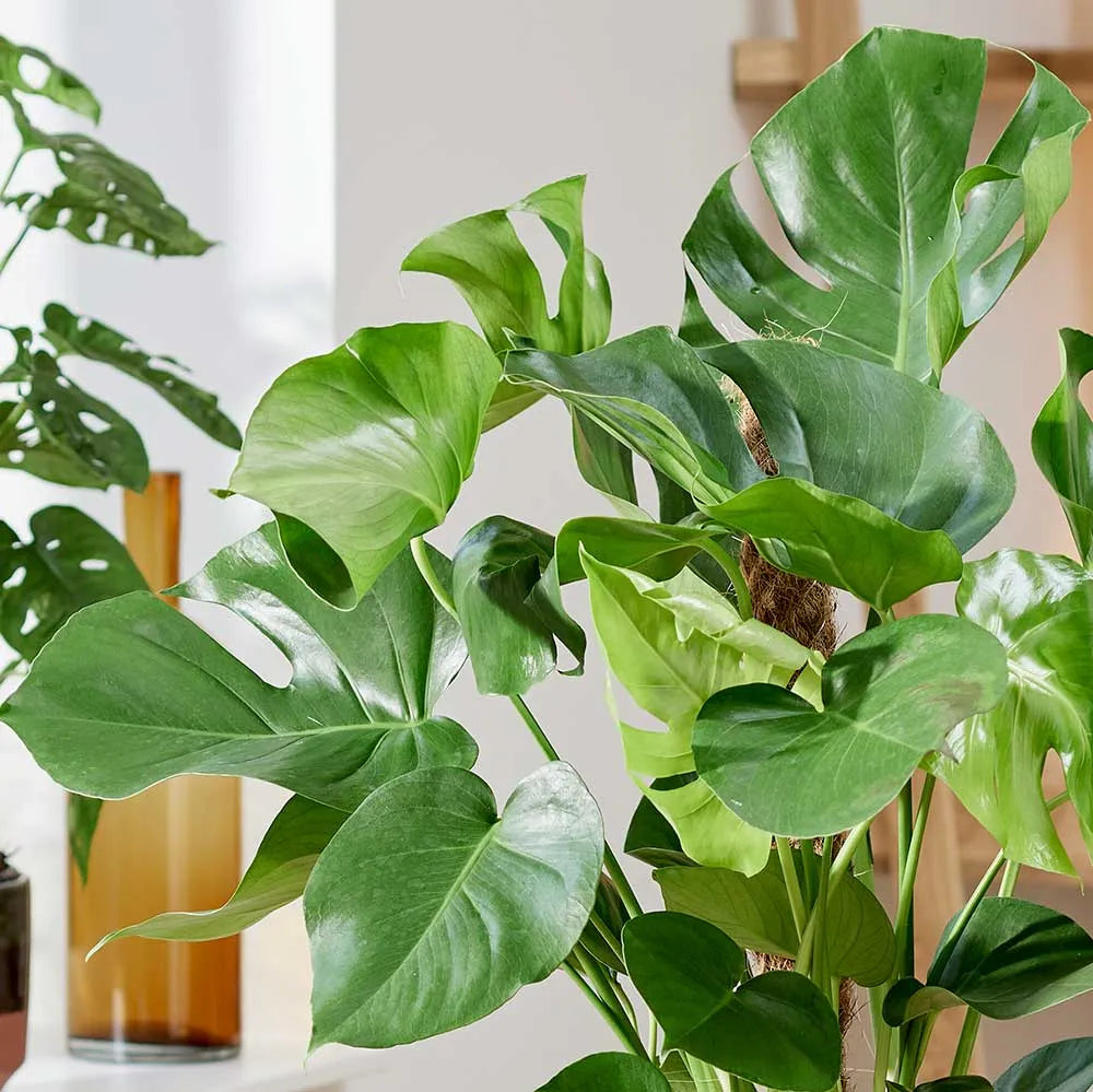 Monstera Deliciosa on Mosspole Swiss Cheese Plant House Plant