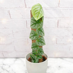 Monstera Dubia on Eco Mosspole House Plant