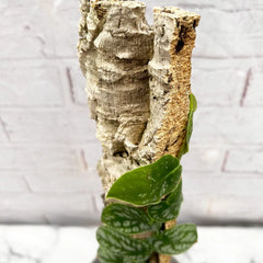 Monstera Dubia on Eco Mosspole House Plant