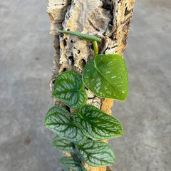 Monstera Dubia on Eco Mosspole House Plant