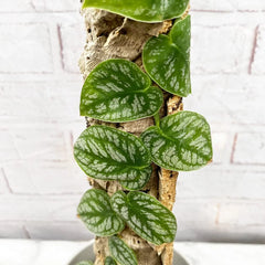 Monstera Dubia on Eco Mosspole House Plant