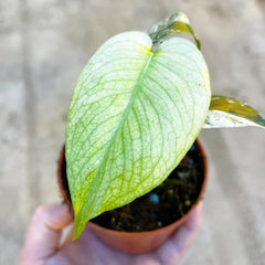 Monstera Mint Deliciosa Cheese Plant Variegated 9cm Pot