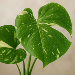 Monstera Thai Constellation Cheese Plant Variegated 11cm Pot House Plant