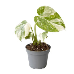 Monstera Thai Constellation Cheese Plant Variegated 6cm Pot House Plant