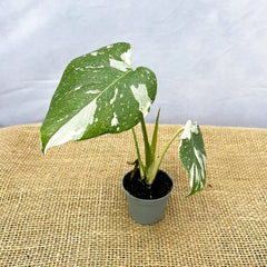 Monstera Thai Constellation Cheese Plant Variegated 6cm Pot House Plant