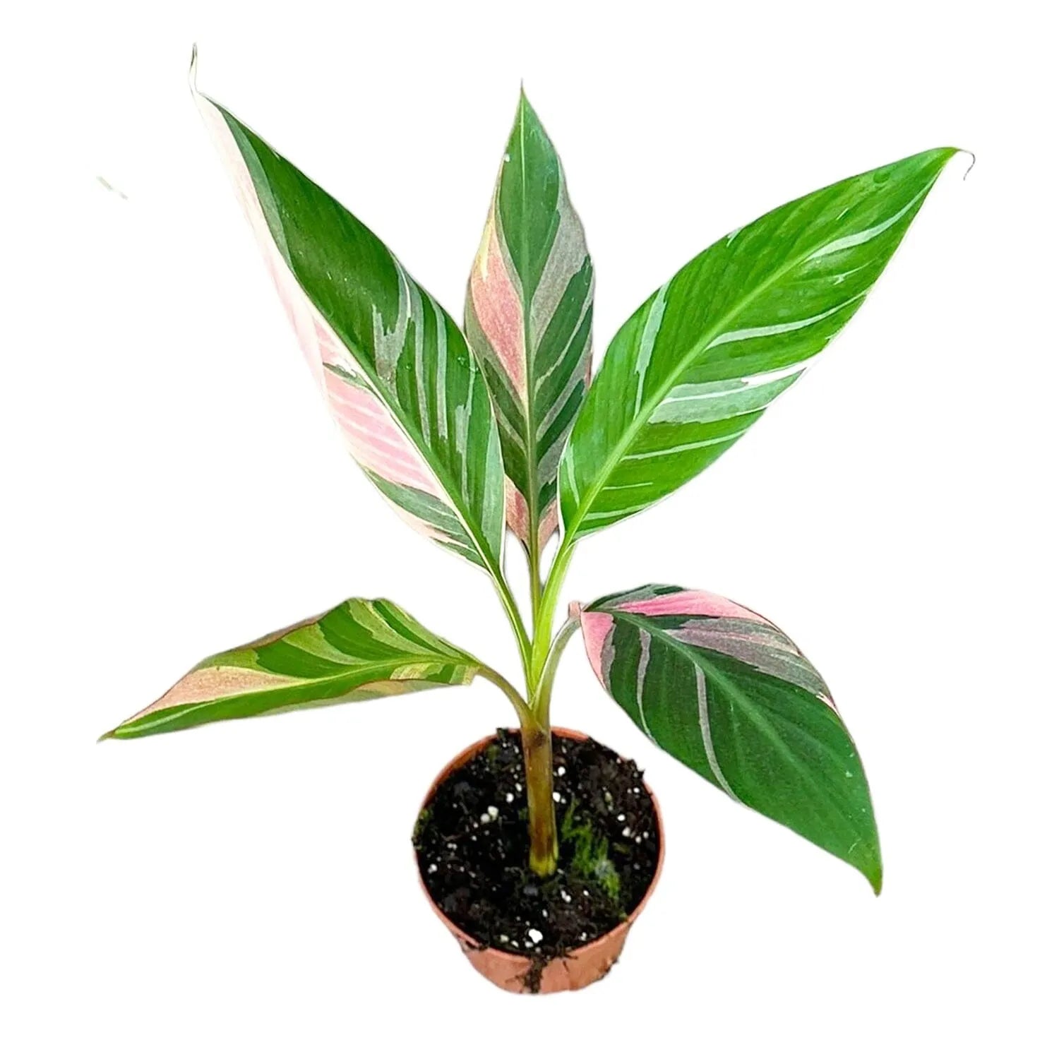 Musa Nono House Plant