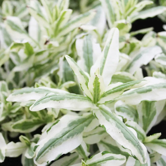 Myosotis Scorpioides Variegata Aquatic Pond Plant - Variegated Water forget Me Not