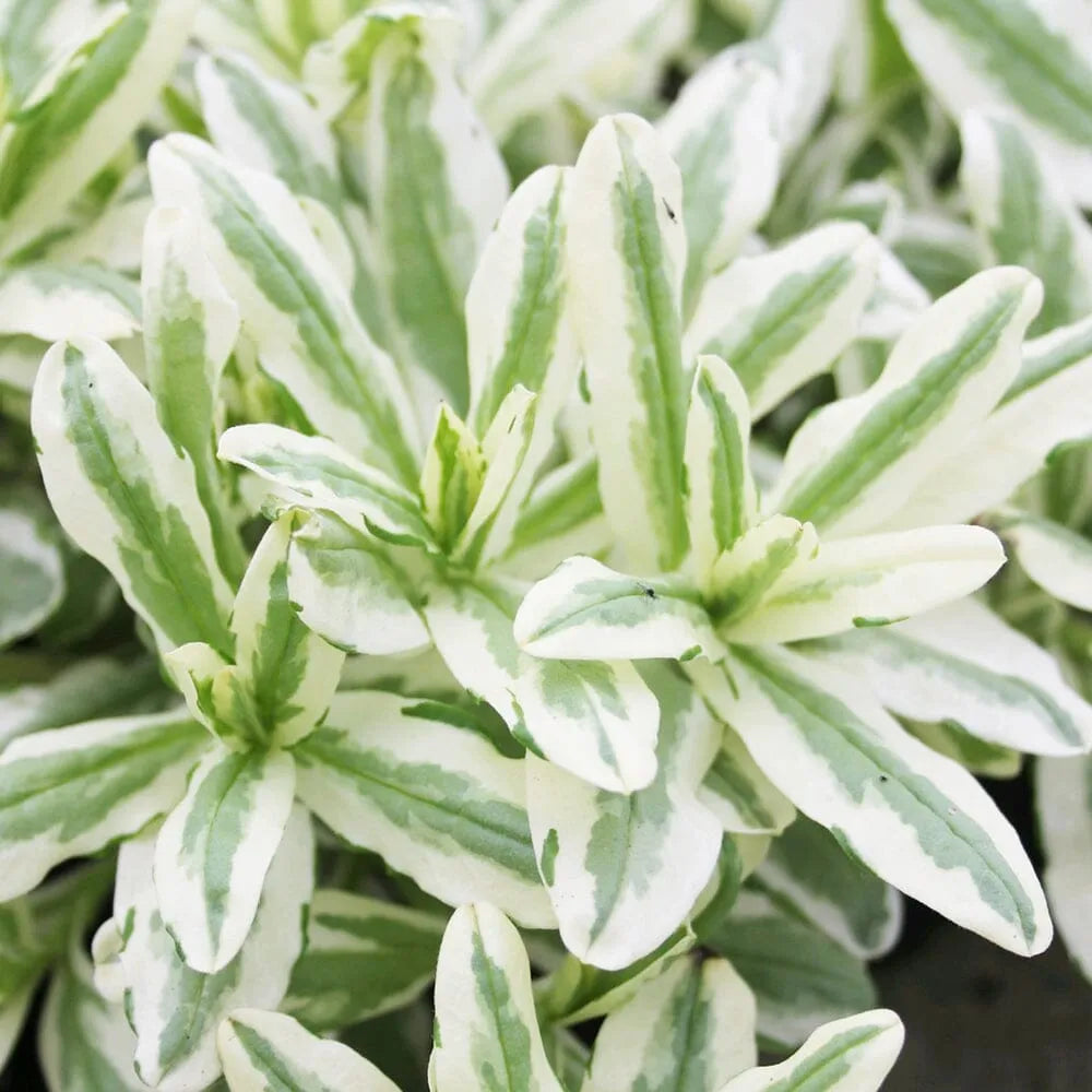 Myosotis Scorpioides Variegata Aquatic Pond Plant - Variegated Water forget Me Not