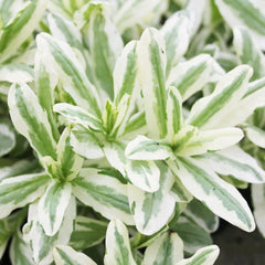 Myosotis Scorpioides Variegata Aquatic Pond Plant - Variegated Water forget Me Not