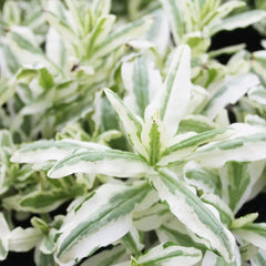 Myosotis Scorpioides Variegata Aquatic Pond Plant - Variegated Water forget Me Not