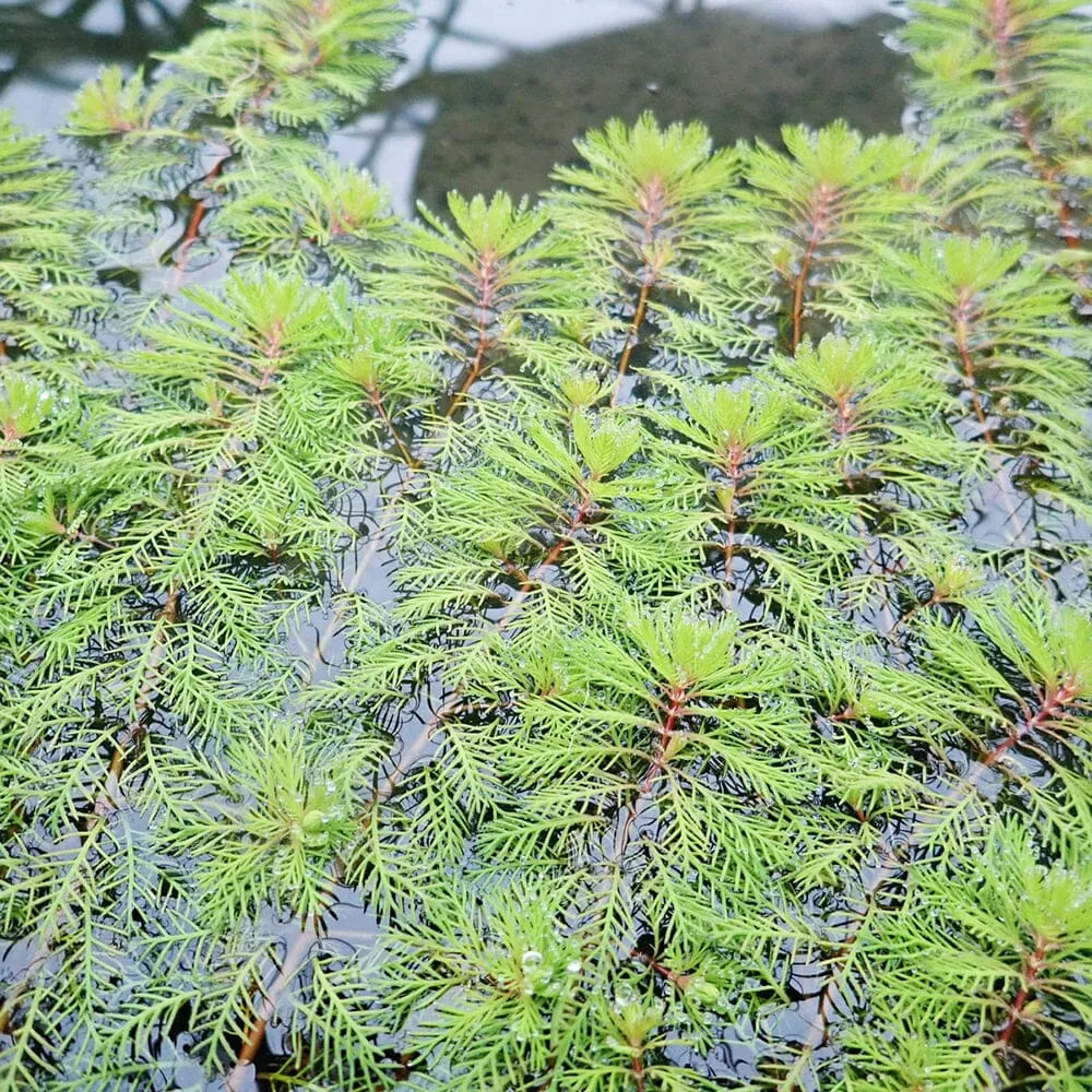 Myriophyllum Brasiliensis Red Stem Aquatic Pond Plant - Brazilian Water Milifoil