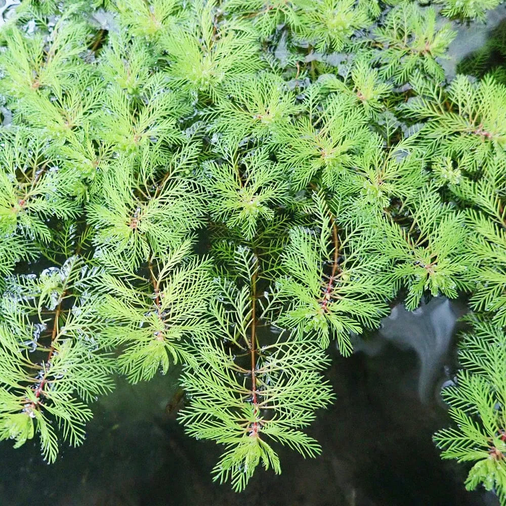 Myriophyllum Brasiliensis Red Stem Aquatic Pond Plant - Brazilian Water Milifoil