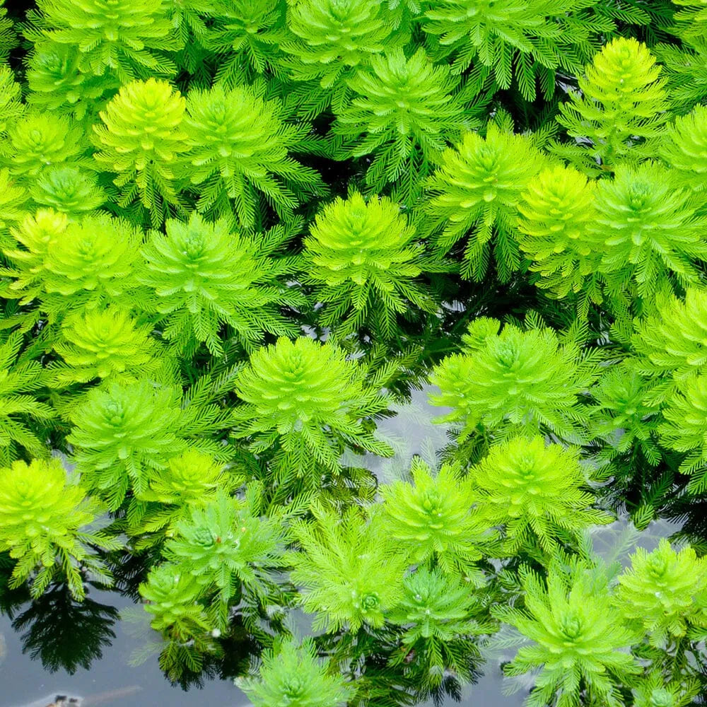 Myriophyllum Spicatum Aquatic Pond Plant - Upright Water Milifoil