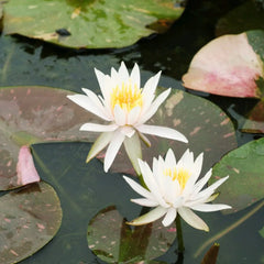 Nymphaea Arc-En-Ciel Aquatic Pond Plant - Water Lily