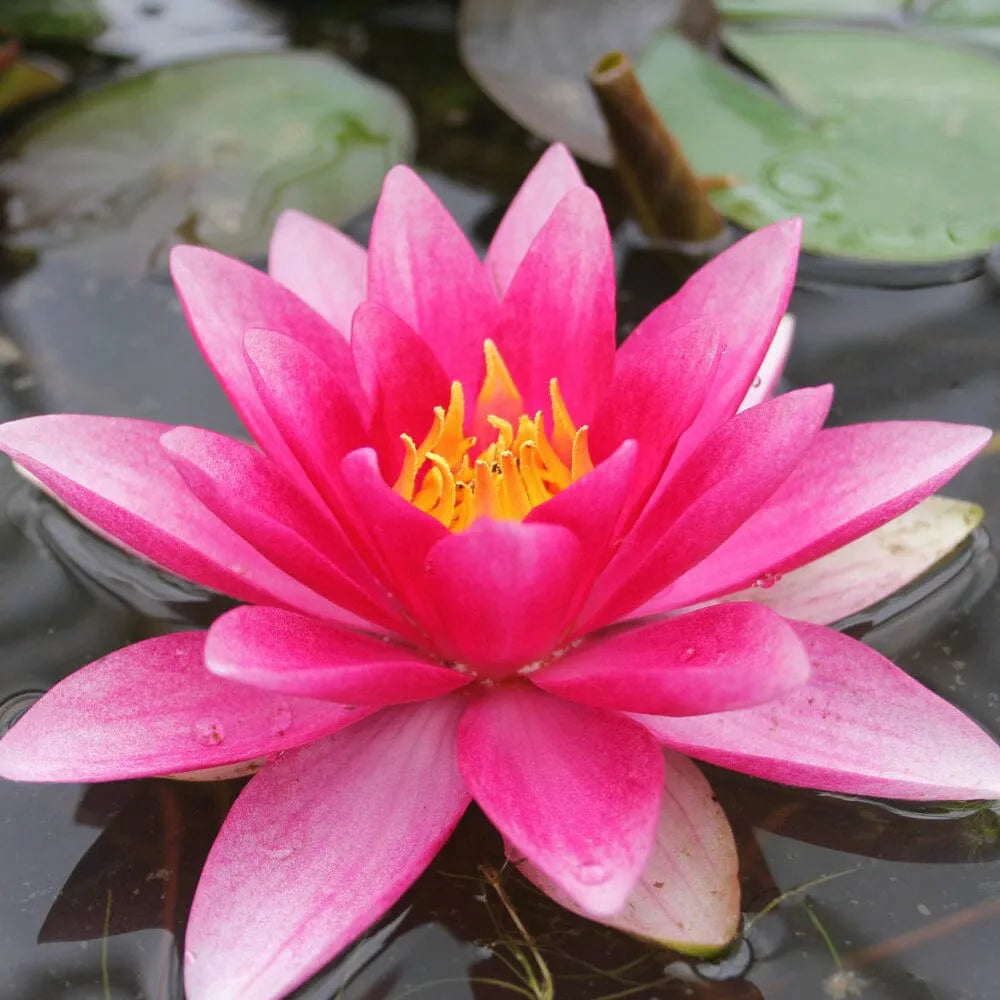 Nymphaea Attraction Aquatic Pond Plant - Water Lily