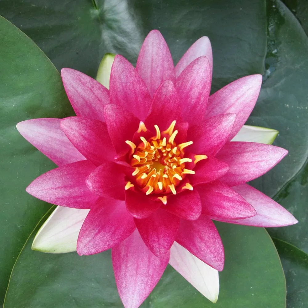 Nymphaea Attraction Aquatic Pond Plant - Water Lily