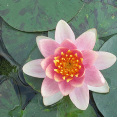 Nymphaea Aurora Aquatic Pond Plant - Water Lily
