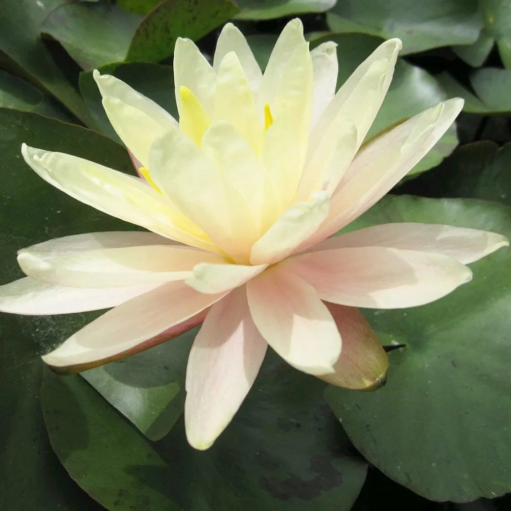 Nymphaea Barbara Dobbins Aquatic Pond Plant - Water Lily