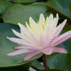 Nymphaea Barbara Dobbins Aquatic Pond Plant - Water Lily