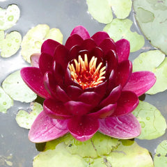 Nymphaea Black Princess Aquatic Pond Plant - Water Lily