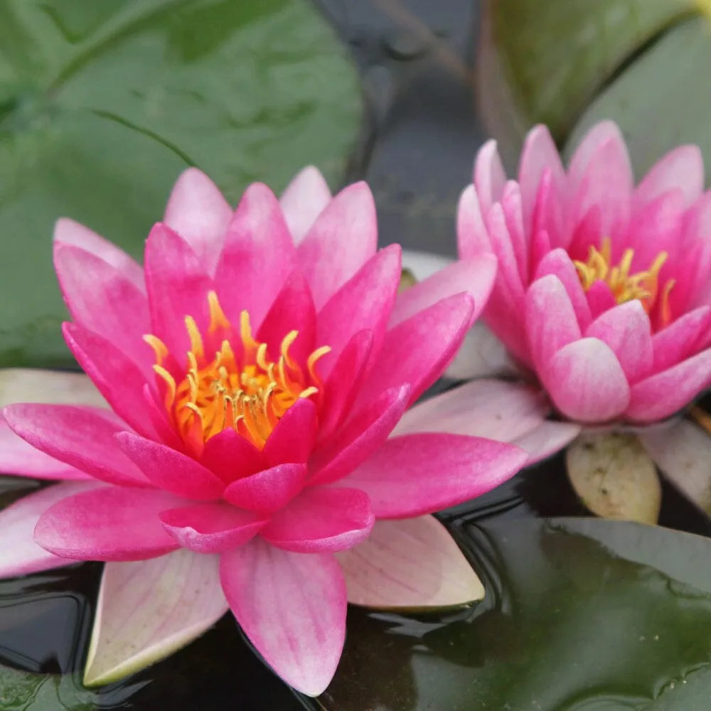 Nymphaea Charles De Meurville Aquatic Pond Plant - Water Lily