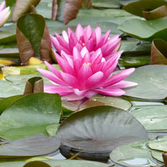Nymphaea Charles De Meurville Aquatic Pond Plant - Water Lily