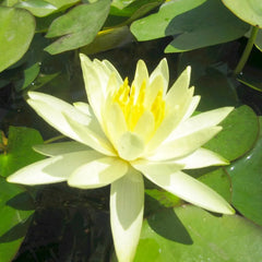 Nymphaea Colonel A J Welch Aquatic Pond Plant - Water Lily