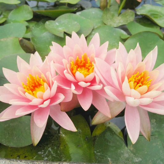 Nymphaea Colorado Aquatic Pond Plant - Water Lily