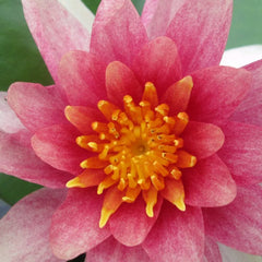 Nymphaea Comanche Aquatic Pond Plant - Water Lily