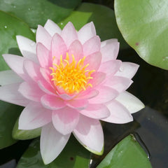 Nymphaea Darwin Hollandia Aquatic Pond Plant - Water Lily